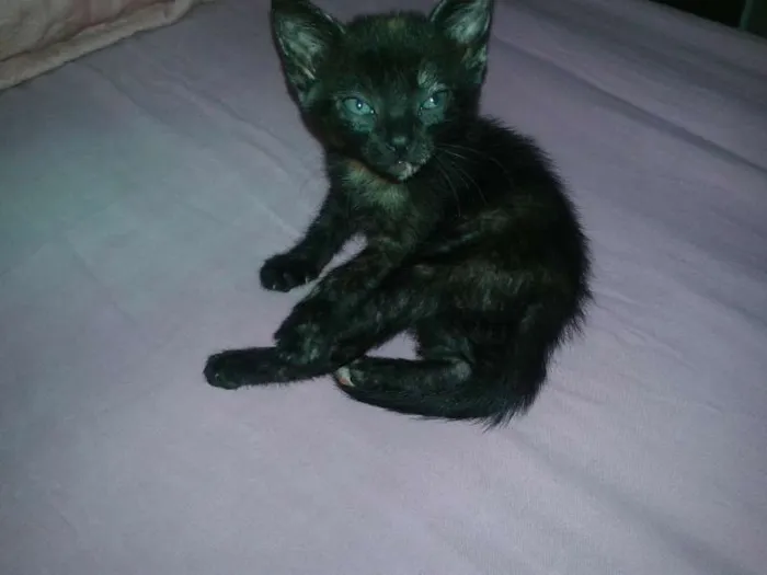 Gato raça misturado idade Abaixo de 2 meses nome zezinho/pretinha