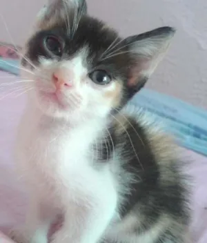 Gato raça misturado idade Abaixo de 2 meses nome zezinho/pretinha