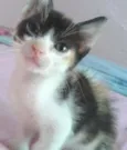Gato raça misturado idade Abaixo de 2 meses nome zezinho/pretinha