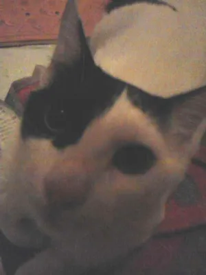 Gato raça  idade 2 a 6 meses nome Anastasia