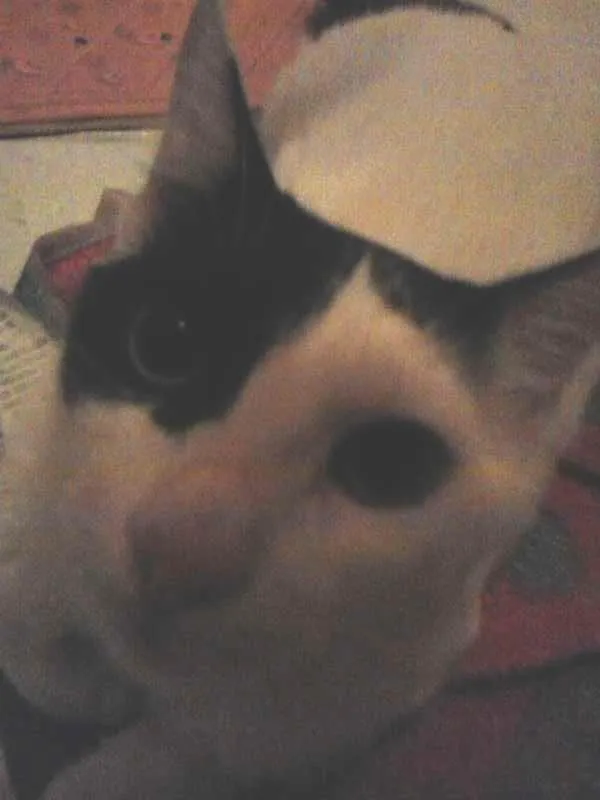 Gato raça  idade 2 a 6 meses nome Anastasia