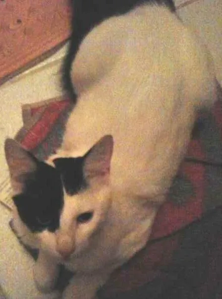 Gato raça  idade 2 a 6 meses nome Anastasia