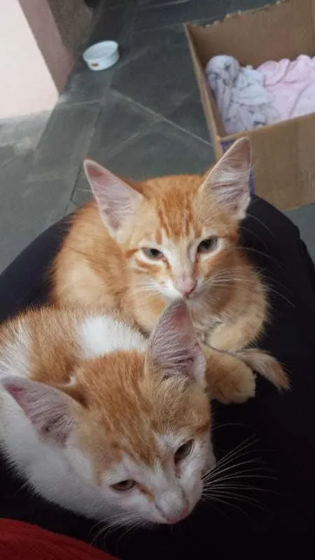 Gato ra a  idade Abaixo de 2 meses nome .....