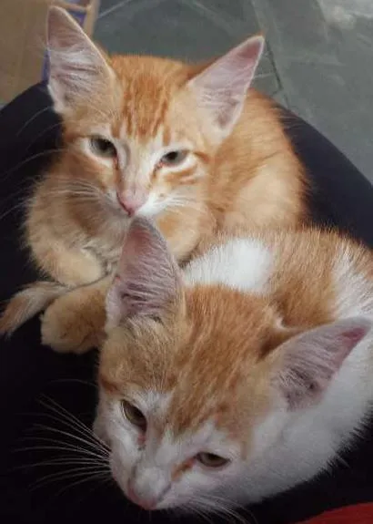 Gato ra a  idade Abaixo de 2 meses nome .....
