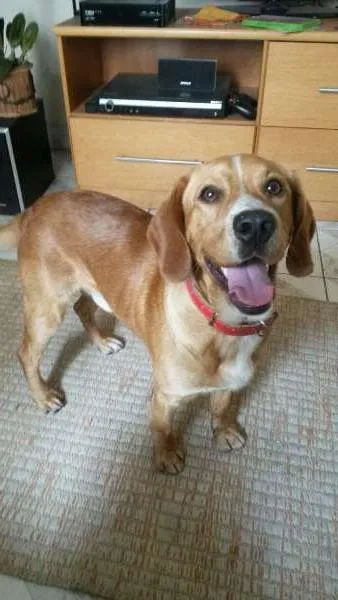 Cachorro ra a SRD idade 7 a 11 meses nome Tonico