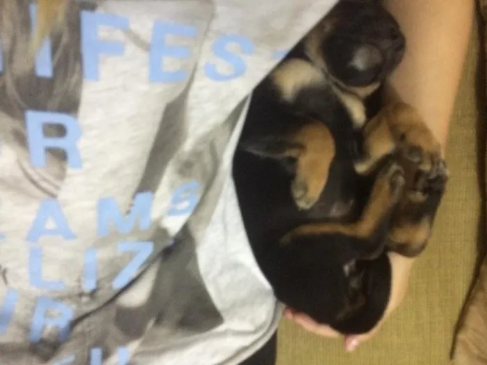 Cachorro ra a Vira lata idade Abaixo de 2 meses nome Sem nome