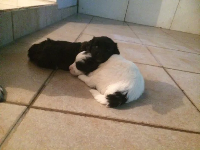 Cachorro ra a Vira lata idade Abaixo de 2 meses nome Sem nome