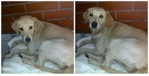 Cachorro raça Labrador (mestiça) idade 1 ano nome Não sei