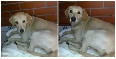 Cachorro ra a Labrador (mestiça) idade 1 ano nome Não sei