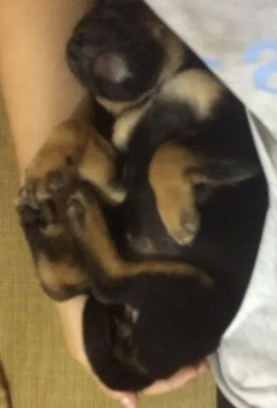 Cachorro ra a Vira lata idade Abaixo de 2 meses nome Sem nome