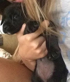 Cachorro ra a Vira lata idade Abaixo de 2 meses nome Sem nome