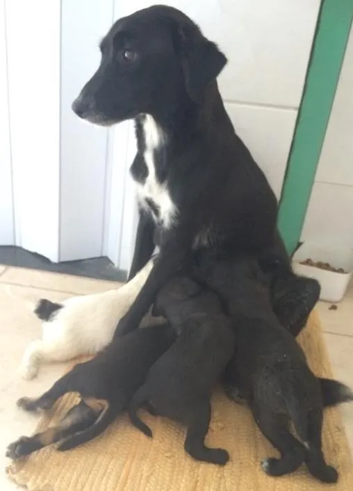 Cachorro ra a Vira lata idade Abaixo de 2 meses nome Sem nome