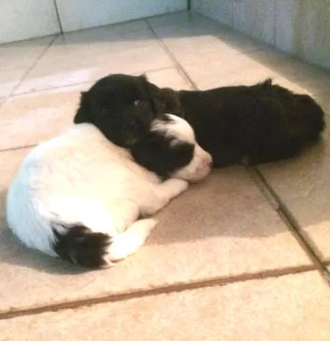 Cachorro ra a Vira lata idade Abaixo de 2 meses nome Sem nome