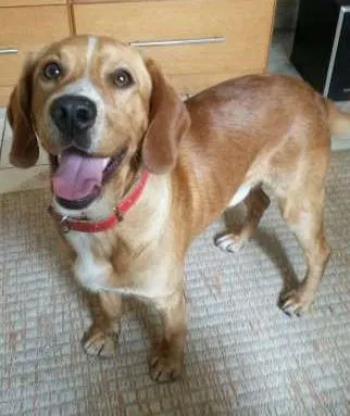 Cachorro ra a SRD idade 7 a 11 meses nome Tonico