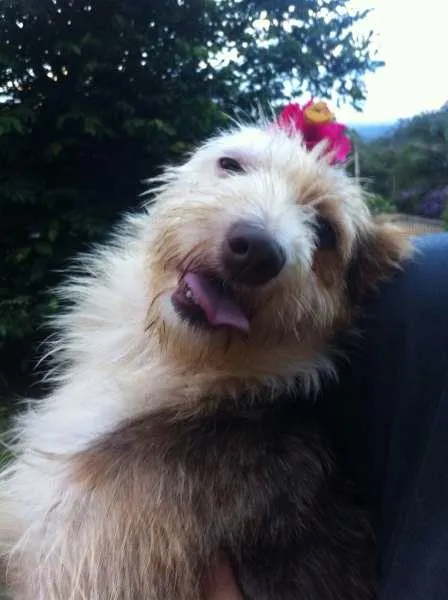 Cachorro ra a SRD idade 1 ano nome Brigite