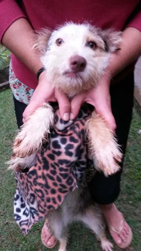 Cachorro ra a SRD idade 1 ano nome Brigite