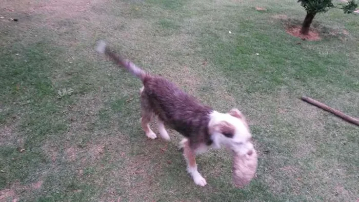 Cachorro ra a SRD idade 1 ano nome Brigite