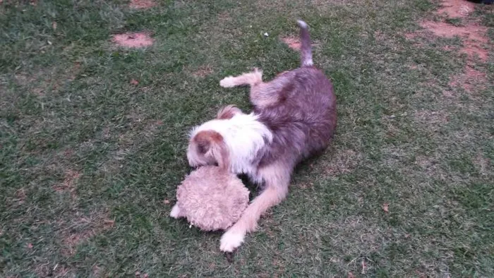 Cachorro ra a SRD idade 1 ano nome Brigite