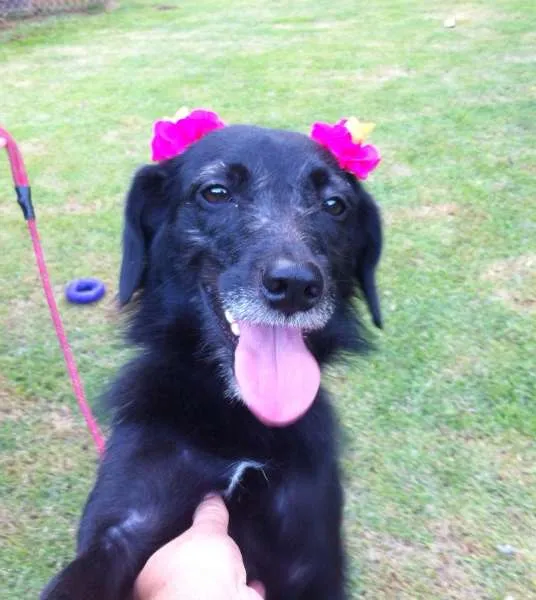 Cachorro ra a srd idade 1 ano nome Pituca