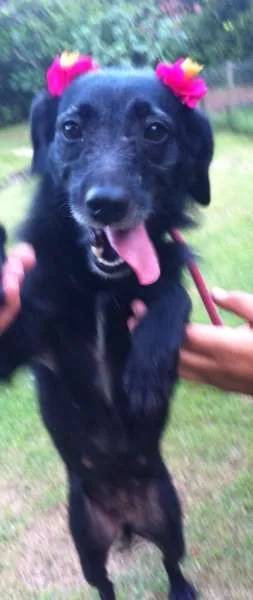 Cachorro ra a srd idade 1 ano nome Pituca