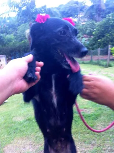 Cachorro ra a srd idade 1 ano nome Pituca