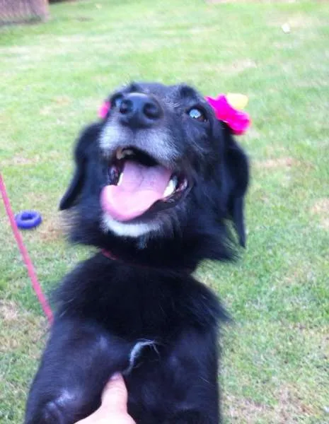 Cachorro ra a srd idade 1 ano nome Pituca