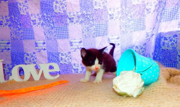 Gato ra a SRD idade Abaixo de 2 meses nome Oliver