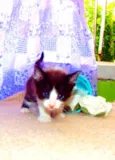 Oliver