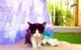 Oliver