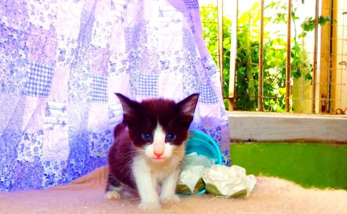 Gato ra a SRD idade Abaixo de 2 meses nome Oliver