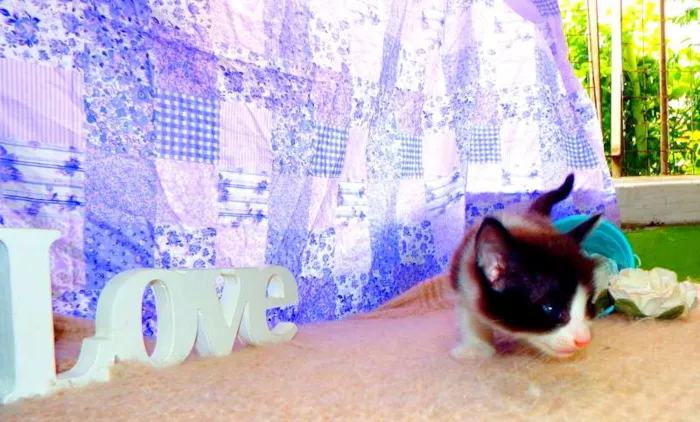 Gato ra a SRD idade Abaixo de 2 meses nome Oliver