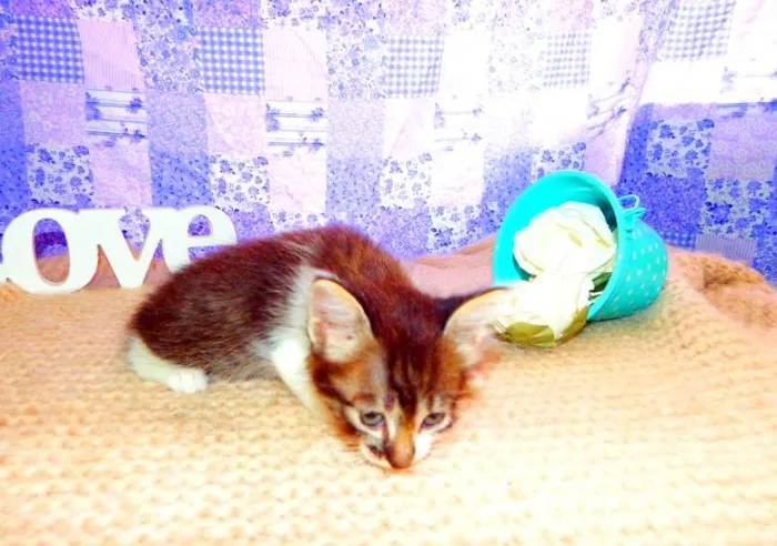 Gato ra a SRD idade Abaixo de 2 meses nome Belinha