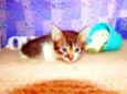 Belinha