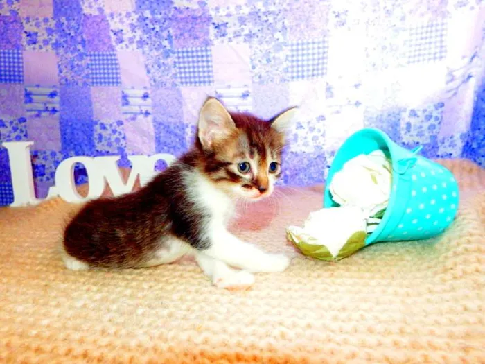 Gato ra a SRD idade Abaixo de 2 meses nome Belinha
