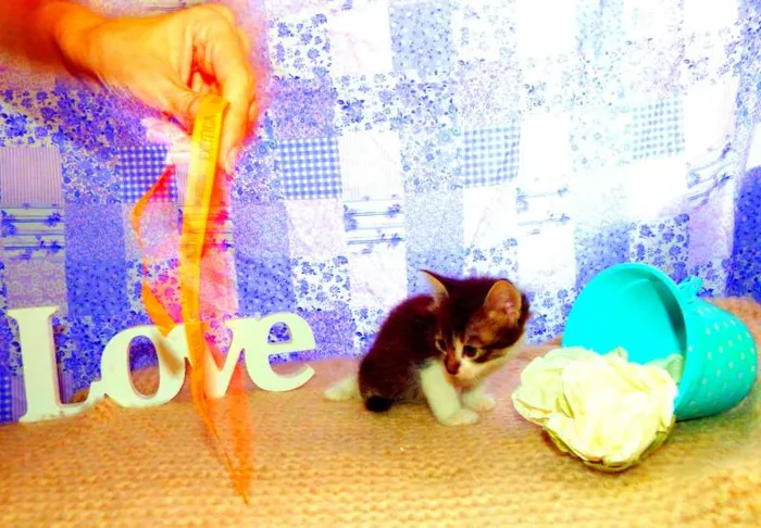 Gato ra a SRD idade Abaixo de 2 meses nome Belinha