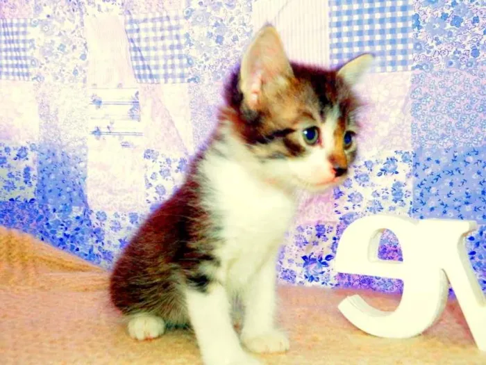 Gato ra a SRD idade Abaixo de 2 meses nome Belinha