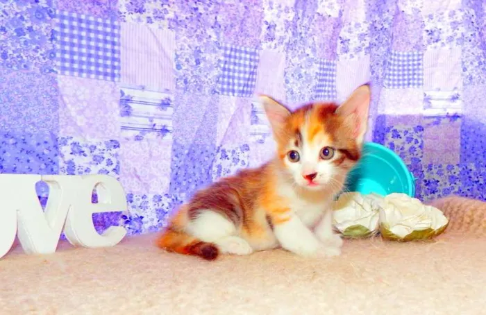 Gato ra a SRD idade Abaixo de 2 meses nome Pandora