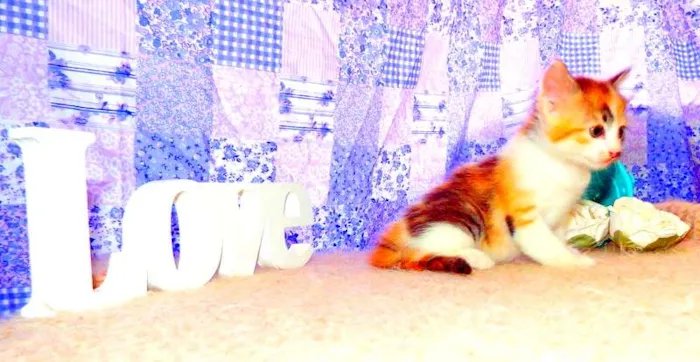 Gato ra a SRD idade Abaixo de 2 meses nome Pandora