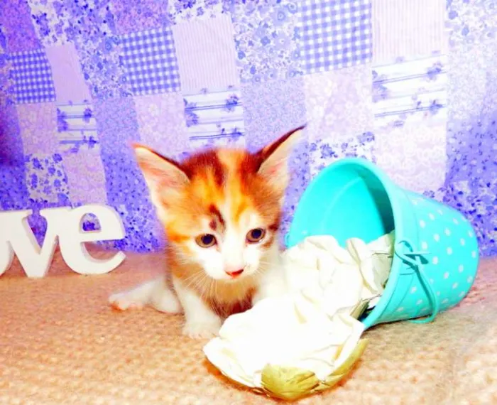 Gato ra a SRD idade Abaixo de 2 meses nome Pandora