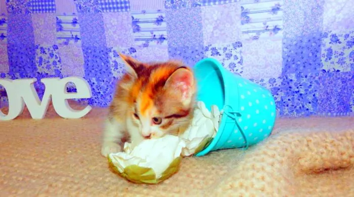 Gato ra a SRD idade Abaixo de 2 meses nome Pandora