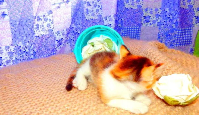 Gato ra a SRD idade Abaixo de 2 meses nome Pandora