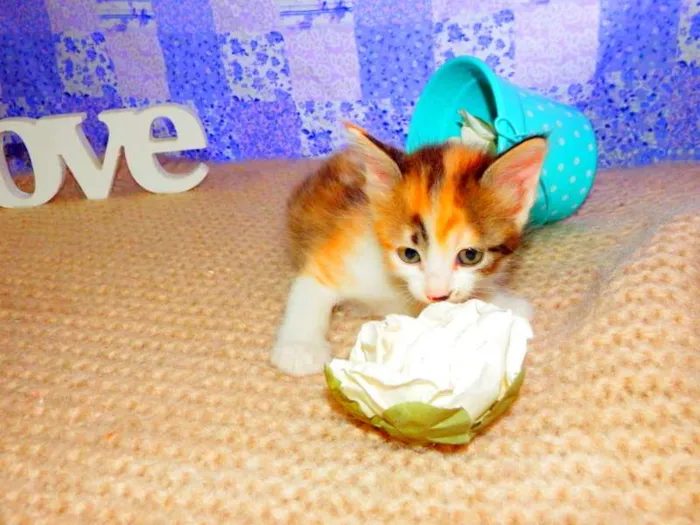 Gato ra a SRD idade Abaixo de 2 meses nome Pandora