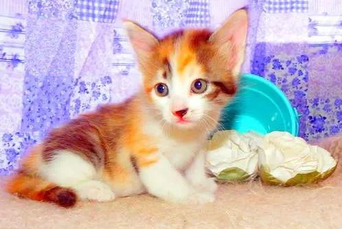 Gato ra a SRD idade Abaixo de 2 meses nome Pandora