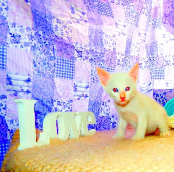 Gato ra a SRD idade Abaixo de 2 meses nome Olaf