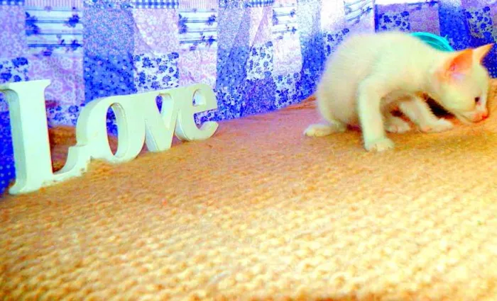 Gato ra a SRD idade Abaixo de 2 meses nome Olaf