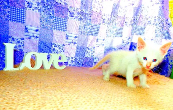 Gato ra a SRD idade Abaixo de 2 meses nome Olaf
