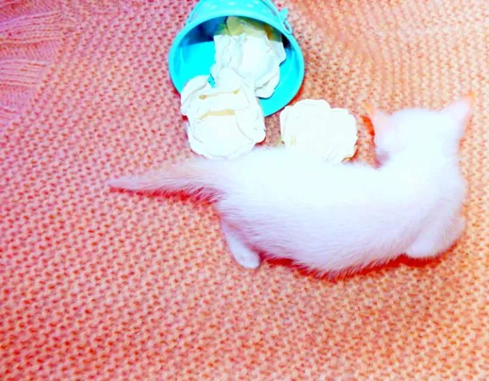 Gato ra a SRD idade Abaixo de 2 meses nome Olaf
