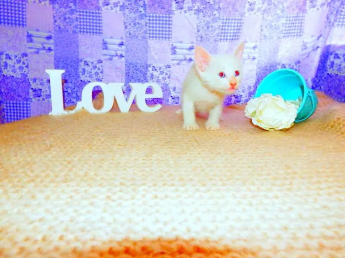 Gato ra a SRD idade Abaixo de 2 meses nome Olaf