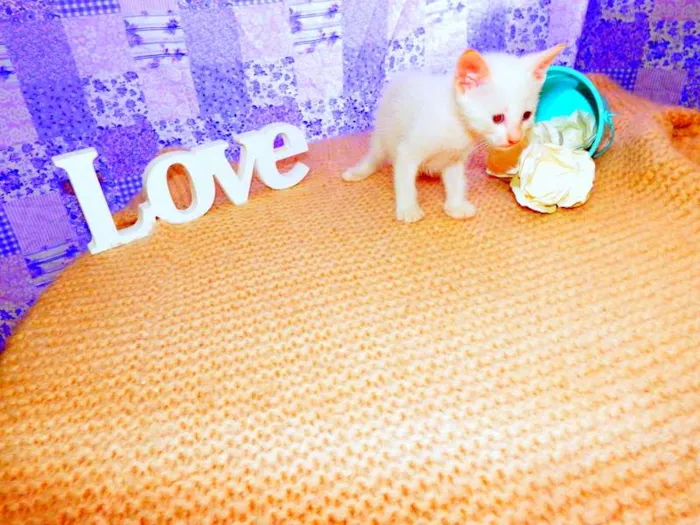 Gato ra a SRD idade Abaixo de 2 meses nome Olaf
