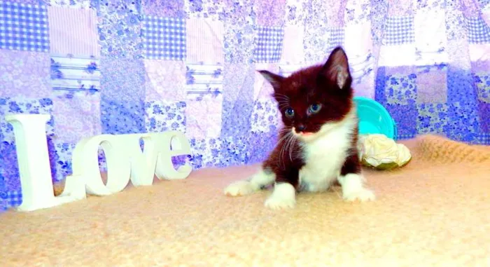 Gato ra a SRD idade Abaixo de 2 meses nome Luigi